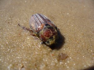 найденый майский жук в песке