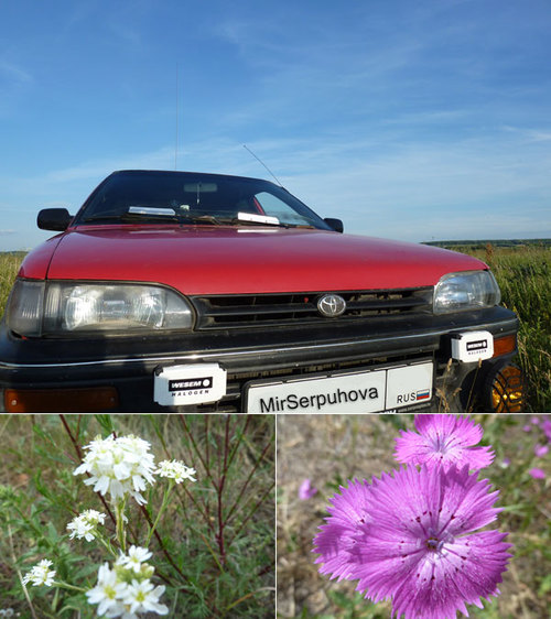Природа Серпухова - полевые цветы
